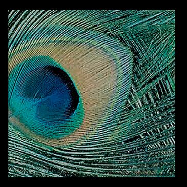 Ektas, microphotos de Gilles Martin