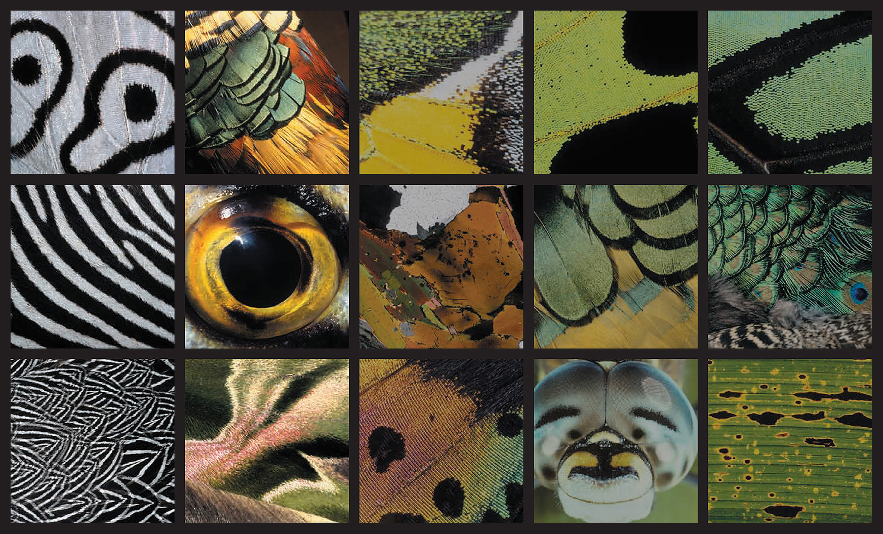 Image faisant partie d'une gallerie